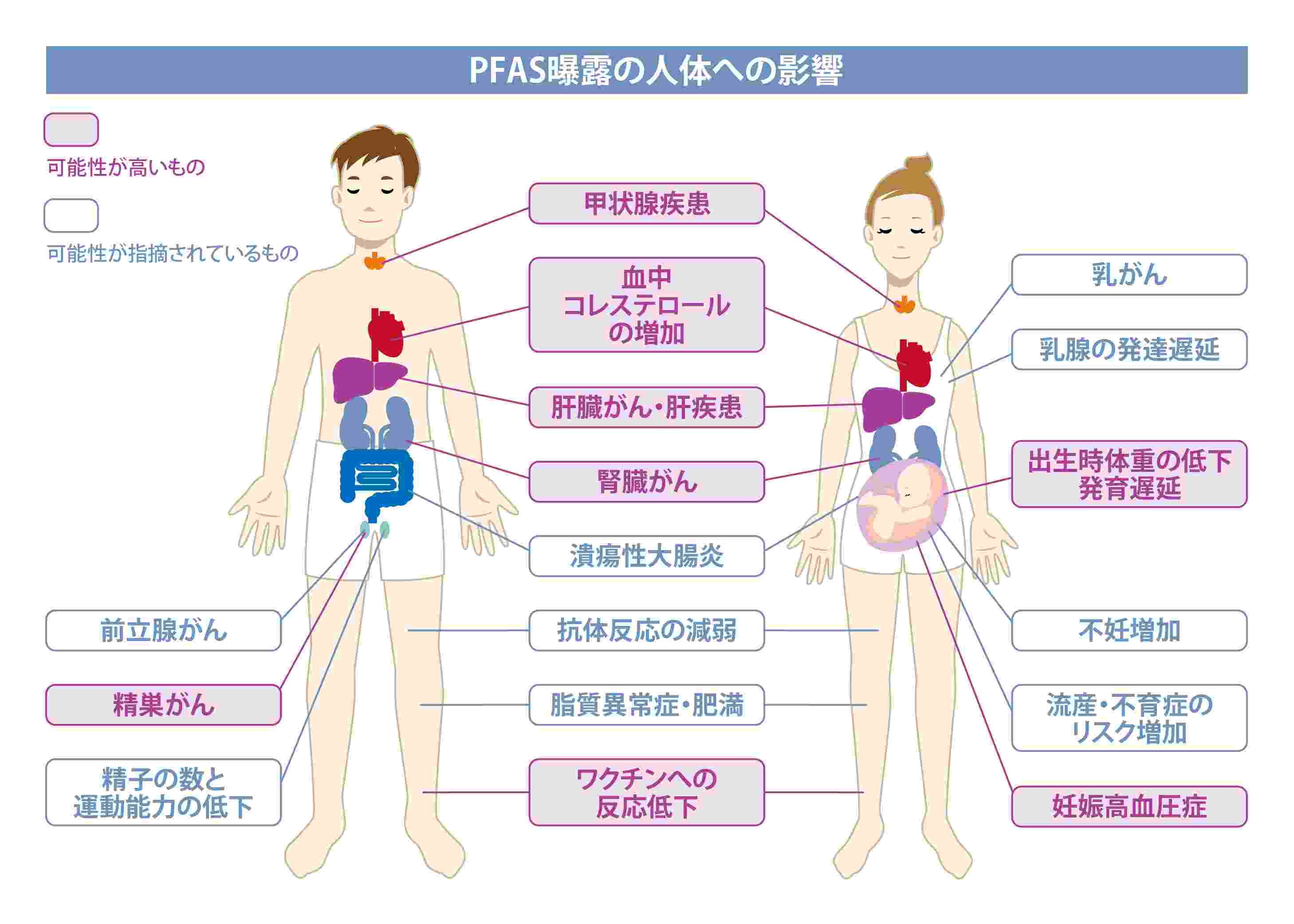 PFAS曝露の人体への影響