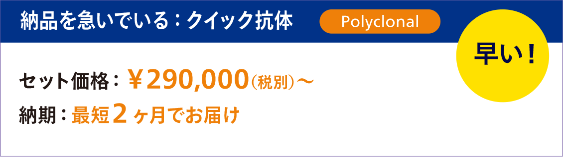 納品を急いでいるなら「クイック抗体」（早い！）
セット価格：￥290,000（税別）～
納期：最短2ヶ月でお届け