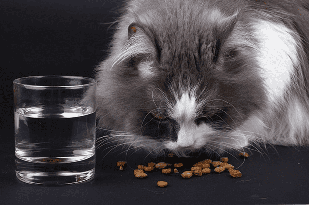 cat-eating-pet-food-with-water