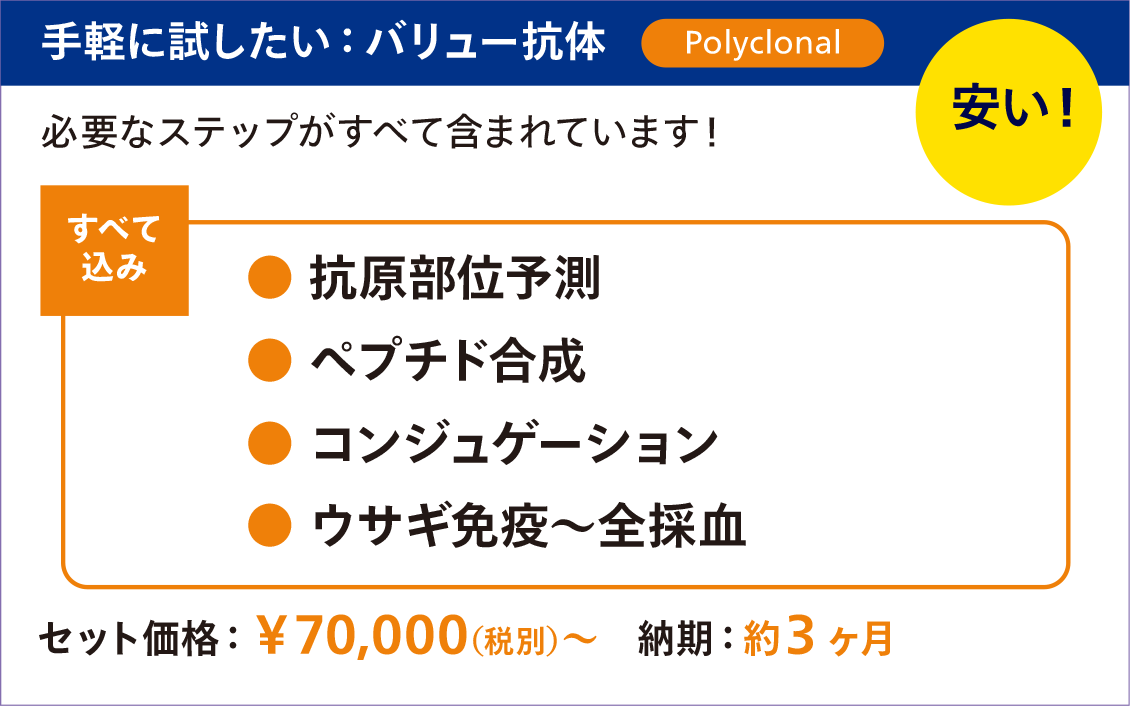 手軽に試したいなら「バリュー抗体」（安い！）
以下必要なステップがすべて含まれています。
・ 抗原部位予測
・ペプチド合成
・コンジュゲーション
・ウサギ免疫～全採血
セット価格：￥70,000（税別）～
納期：約3 ヶ月