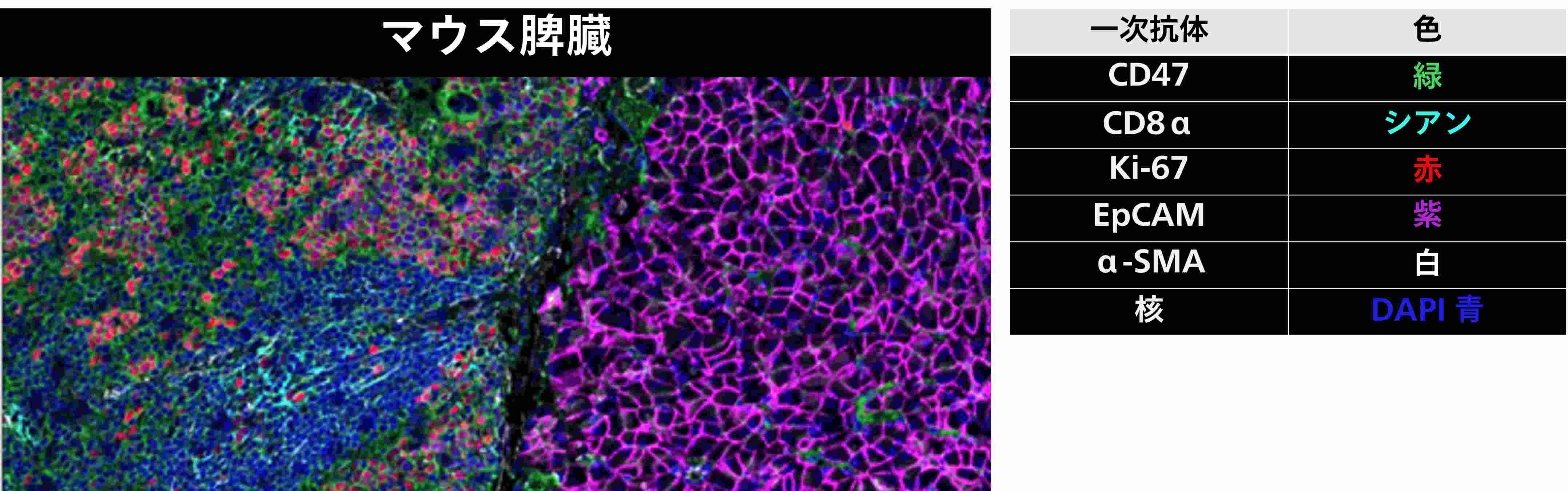 蛍光多重免疫染色受託サービス - ユーロフィン