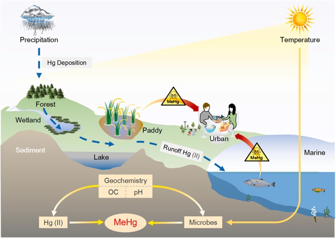 testing-in-methymercury-in-seafood