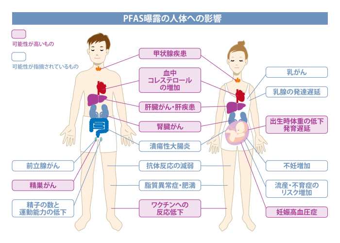 PFASが人体に及ぼす影響は？健康リスクや国内の汚染事例 - ユーロフィン