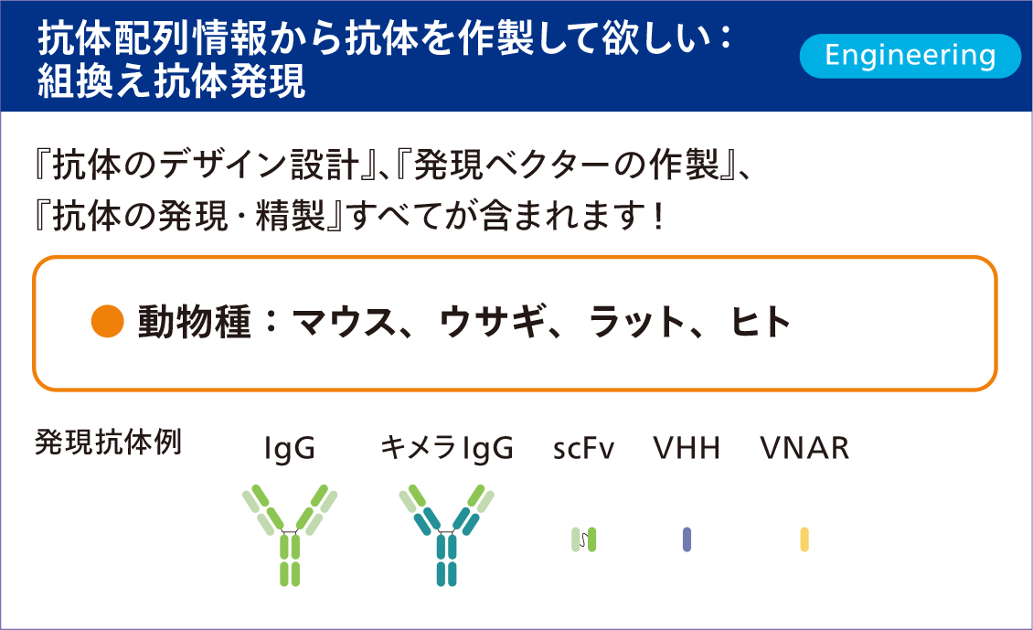 抗体配列情報から抗体を作製して欲しいなら「組換え抗体発現」
『抗体のデザイン設計』、『発現ベクターの作製』、
『抗体の発現・精製』すべてが含まれます！
動物種：マウス、ウサギ、ラット、ヒト