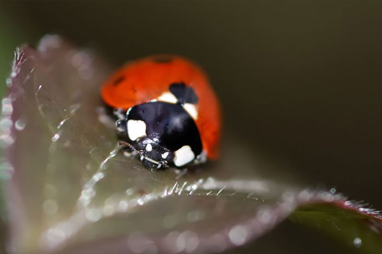 Bio Control Products for Crop Protection