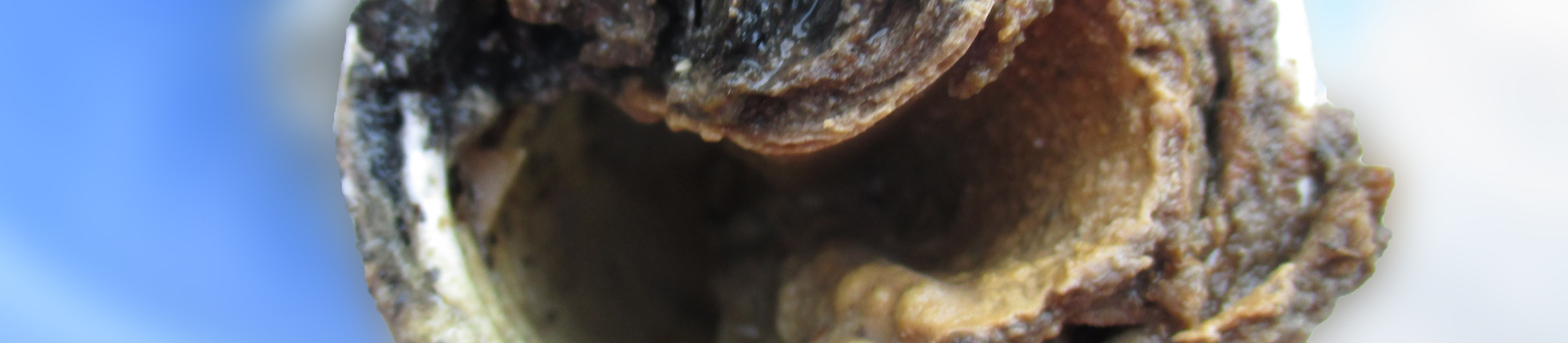 Eurofins Umwelt Sielhautbeprobung & Sielhautuntersuchung