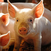 Small pig from a farm