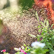 Pflanzen-Bewässerung