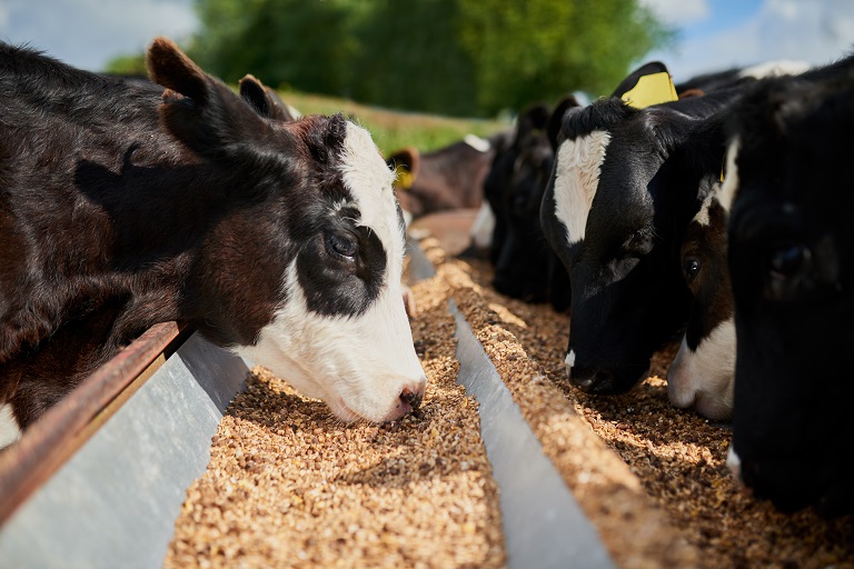 Case Study: Medicated Cattle Feed