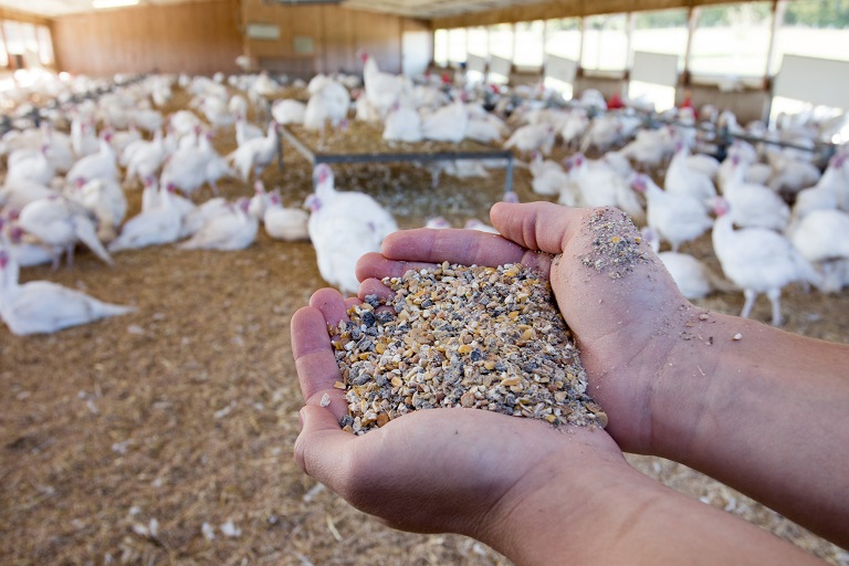 Webinar: Veterinary Product Dev. Process