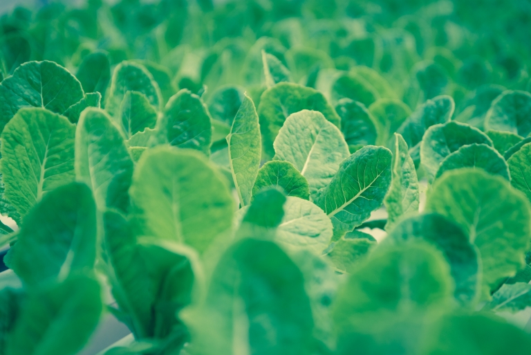 Research: Microbial Growth on Lettuce