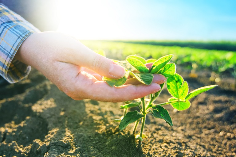 What is the BE Food Disclosure Standard?