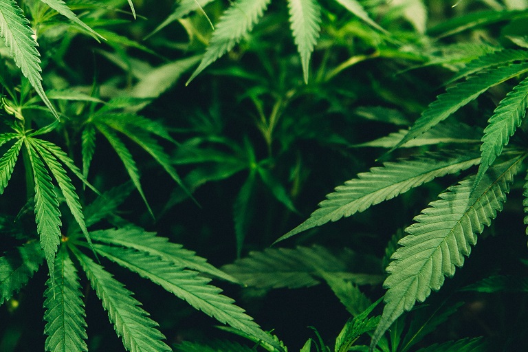 Press Release: CDPHE Certification 