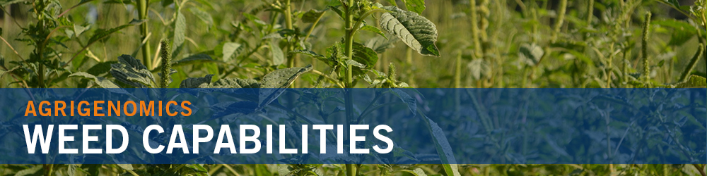 Weed Capabilities - palmer amaranth image