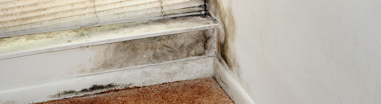Eurofins Cei 10 Facts About Stachybotrys Black Mold Usa