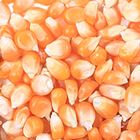 Corn kernels