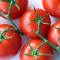 Tomatoes on the vine