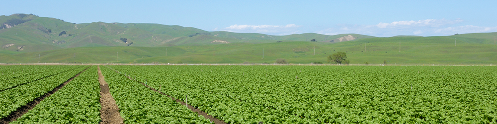 Green crop field