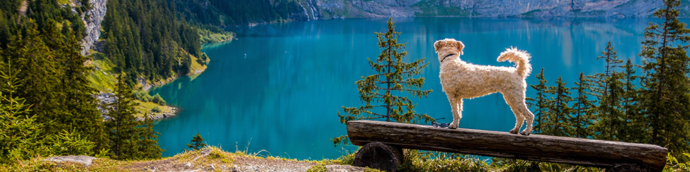 Dog gazing over lake