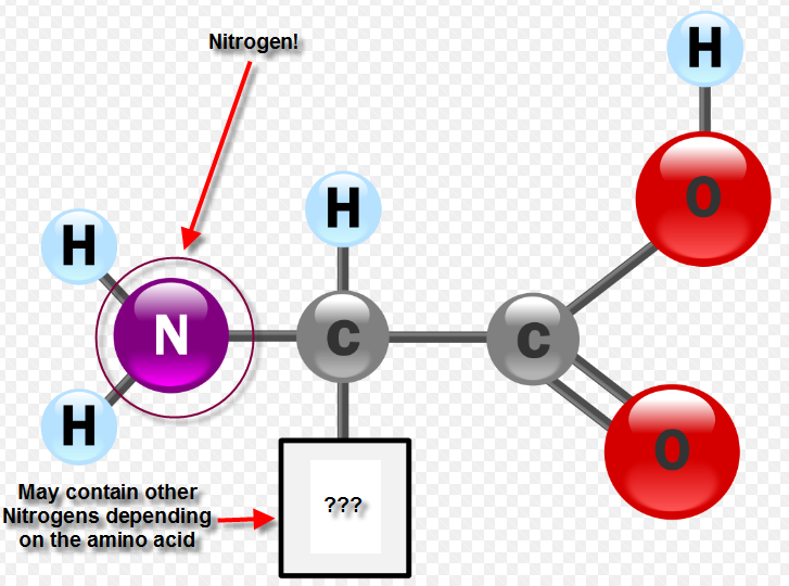 Nitrogen Atom