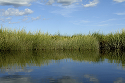 surface water.jpg