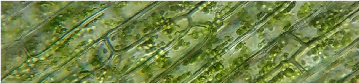 Botanical Identification | Microscopy