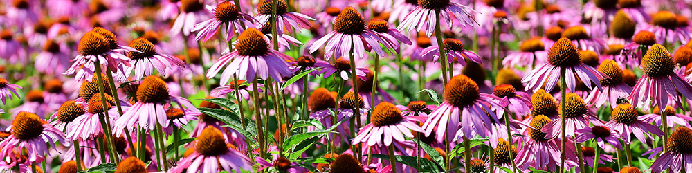 Eurofins BioDiagnostics | Botanical Identification