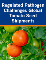 Regulated Pathogen Challenges Global Tomato Seed Shipments