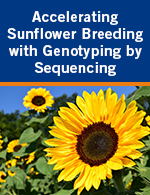Accelerating Sunflower Breeding with Genotyping by Sequencing