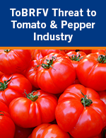 Tomato Brown Rugose Fruit Virus