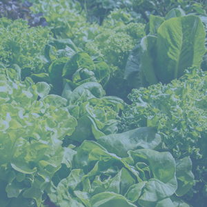 Produce