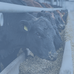 Animal Feed & Health