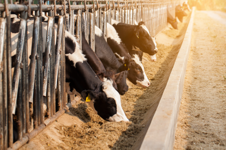 Medicated Feed Testing Services