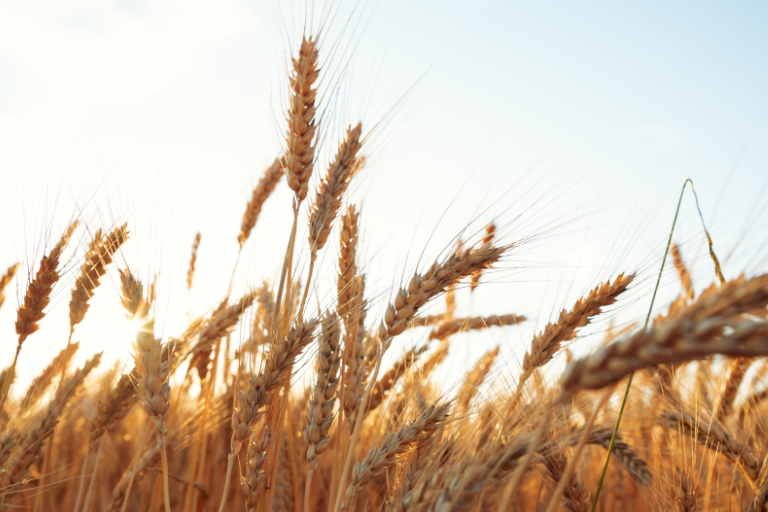 Eurofins Inspection vs Official Agencies