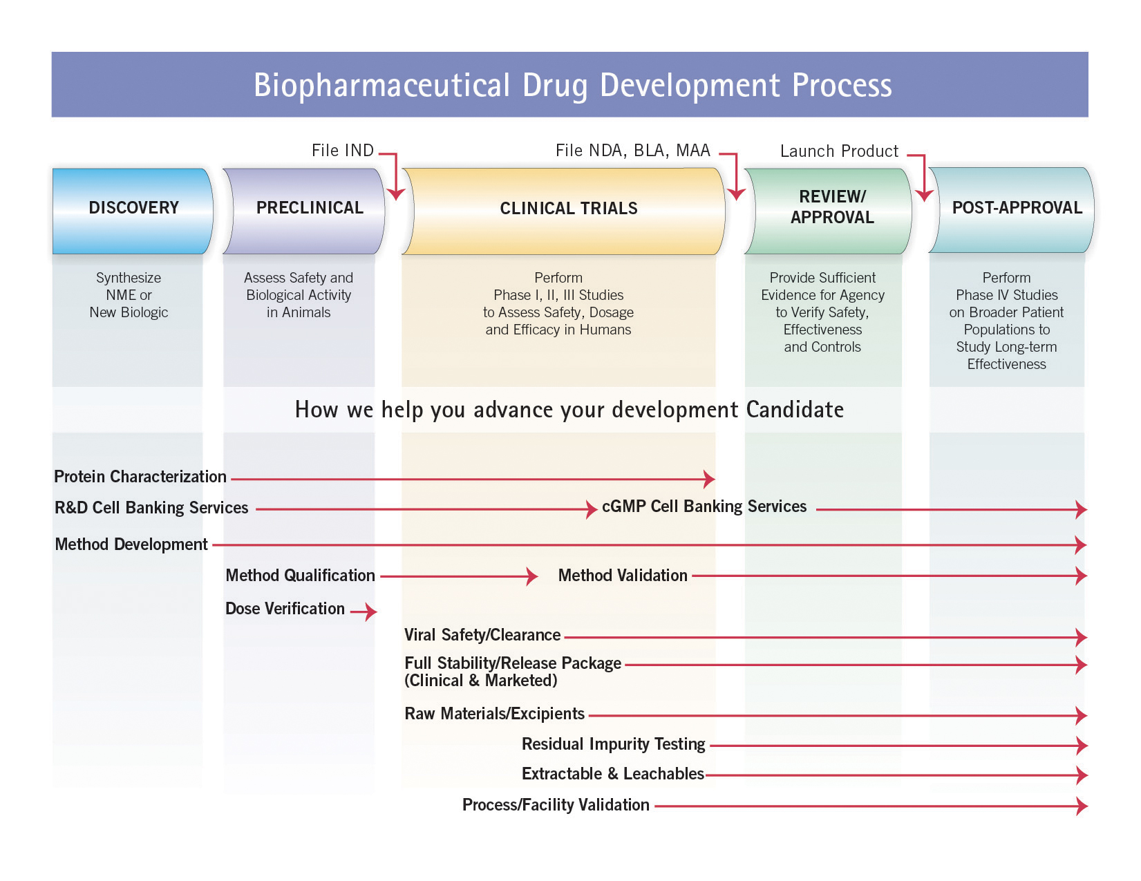 Biopharmaceutical Drug Development Process