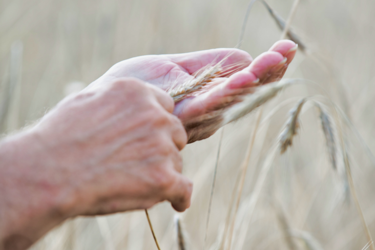 Mycotoxins and Grain Grading