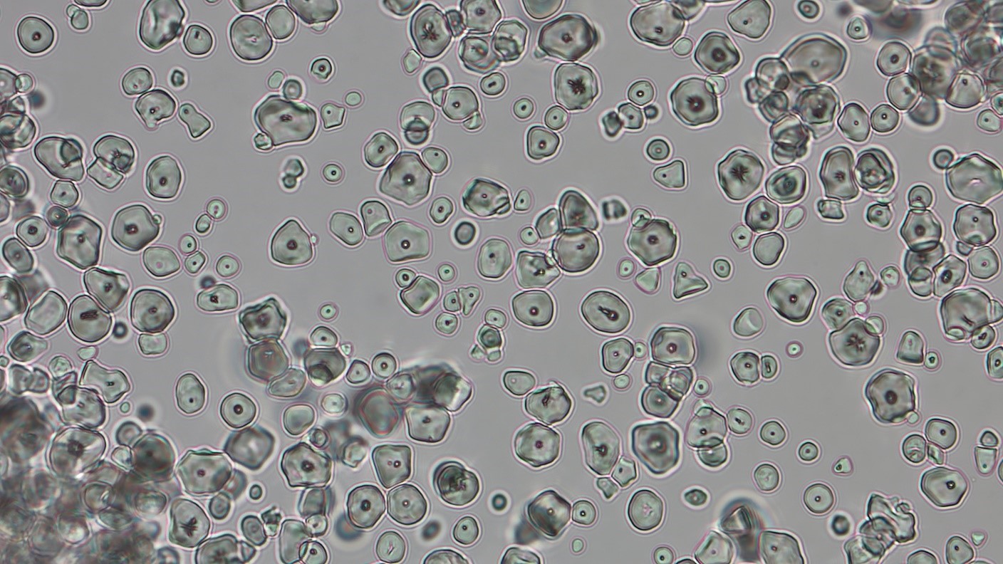 Corn Starch Standard