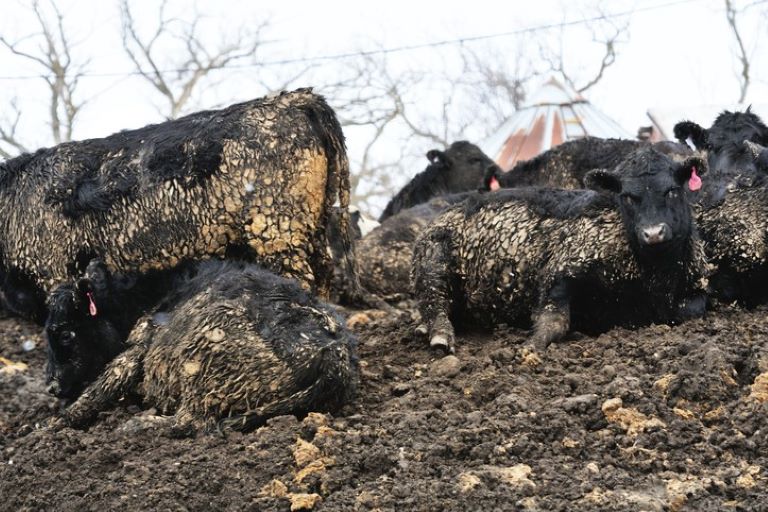 E. coli Testing for Process Control