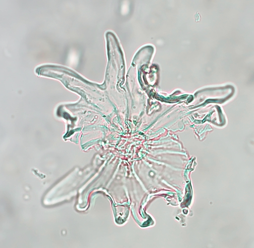 Trichome