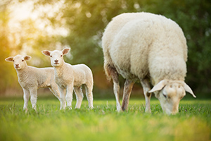 Sheep and lamb