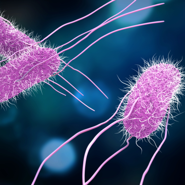 Salmonella - en tøff liten rakker
