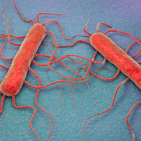 Listeria