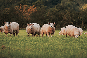 Sheep