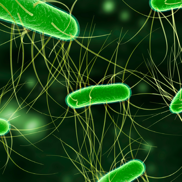 E. coli